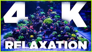 4K Reef Aquarium Relaxation amp Chill 4 HoursWorld Wide Corals [upl. by Delphinia229]