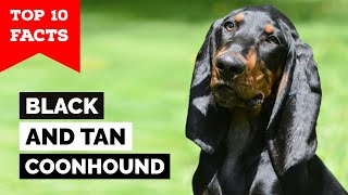 Black And Tan Coonhound  Top 10 Facts [upl. by Patricia725]