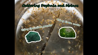 How To Culture Daphnia and Moinas using Green Water Spirulina powder [upl. by Fina]