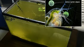 Raising Daphnia for the Freshwater Aquarium [upl. by Suciram993]