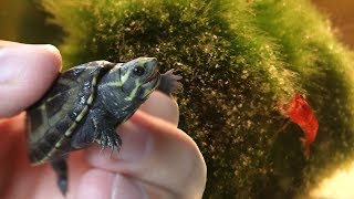 Baby WasserschildkrÃ¶ten bekommen 40 Garnelen in das Aquarium [upl. by Jessey]