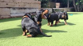 Black amp Tan Coonhound puppies [upl. by Landy]