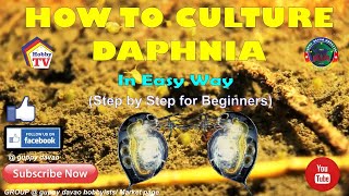 HOW TO CULTURE DAPHNIA In Easy Way [upl. by Luna800]