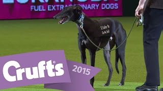 Display by Retired Greyhound Trust  Crufts 2015 [upl. by Cinda]