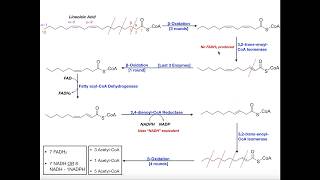 Beta Oxidation of a Polyunsaturated Fatty Acid Linoleic Acid [upl. by Falkner]