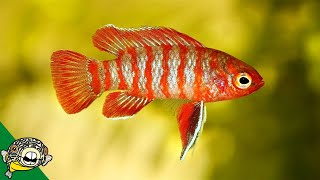 Exciting 10 Gallon Fish Tank Ideas [upl. by Warring]